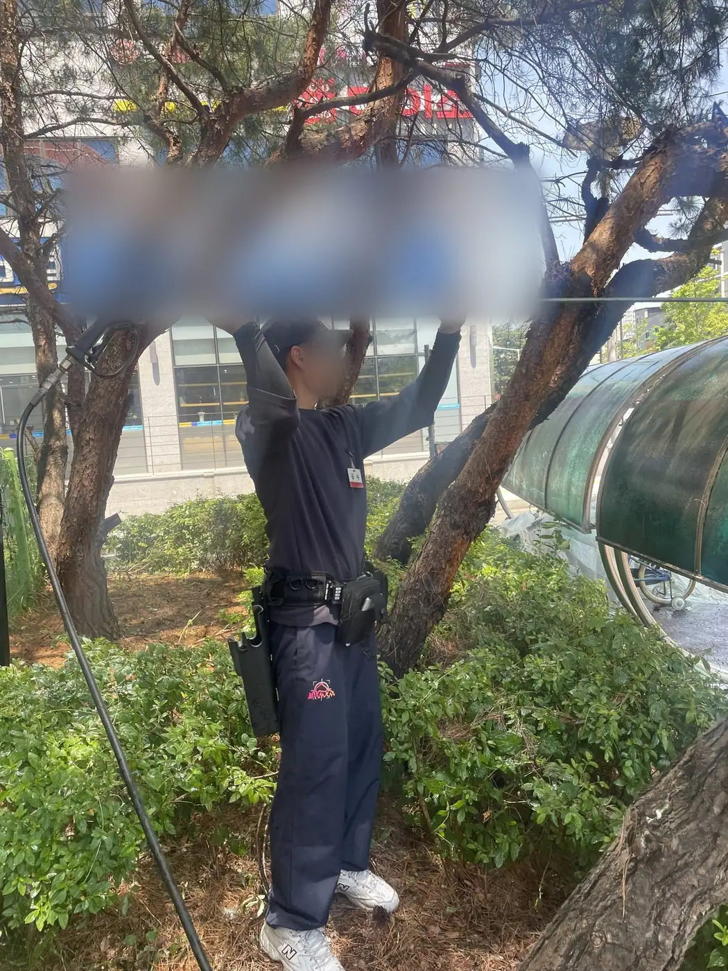 큰 나무 아래 캐노피 지붕을 아래에서 올려 세척하는 장면